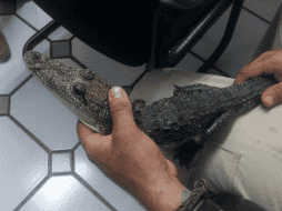 La Profepa determinó imponer como medida de seguridad, el aseguramiento precautorio del cocodrilo. TWITTER / @PROFEPA_Mx