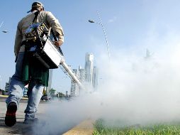 El proyecto de esta universidad consiste en el uso de hongos entomopatógenos, los cuales son letales en insectos, para infectar especímenes machos del mosquito Aedes aegypti. AFP / ARCHIVO