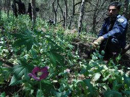 Los plantíos referidos se encontraban en una superficie de aproximadamente ocho mil 375 metros cuadrados. NTX/ ARCHIVO