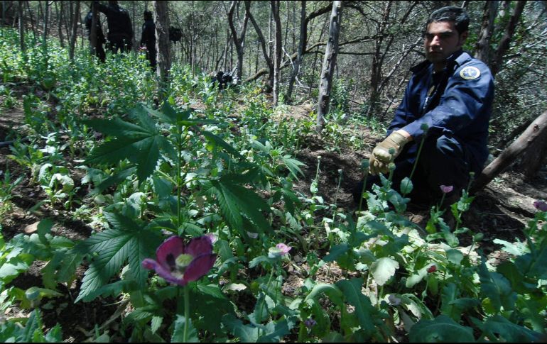 Los plantíos referidos se encontraban en una superficie de aproximadamente ocho mil 375 metros cuadrados. NTX/ ARCHIVO