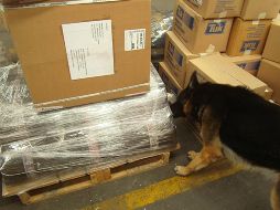 Lo asegurado es remitido ante el representante social de la Federación, en su Delegación Jalisco. NTX/ ARCHIVO