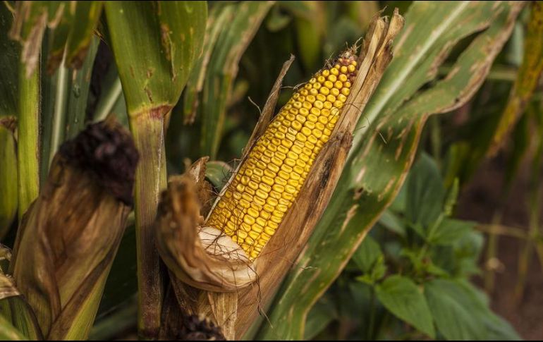 Esta acción busca diversificar los mercados agroalimentarios, afima la Sagarpa. EL INFORMADOR / ARCHIVO