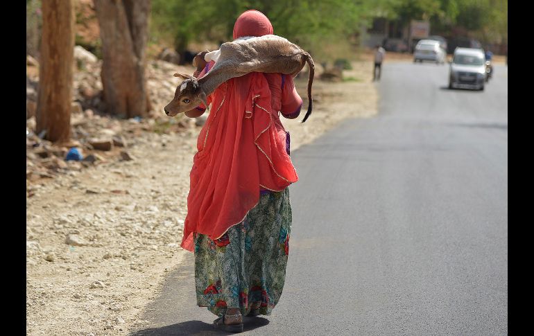 Una mujer carga un becerro durante un día caluroso en Ajmer, India. AFP/S. Ahmed