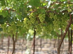 La uva jalisciense es la primera fruta fresca en cosecharse en el mundo, dado que se madura en un momento en que no hay producción en fresco en los demás países vitivinícolas. TWITTER / @JaliscoSEDER