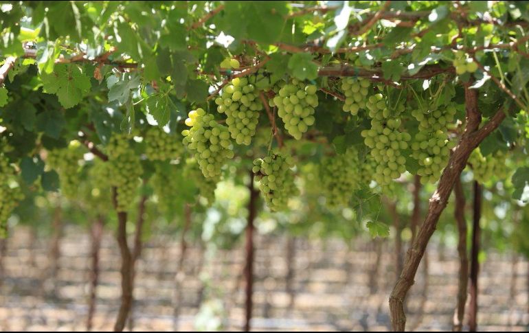 La uva jalisciense es la primera fruta fresca en cosecharse en el mundo, dado que se madura en un momento en que no hay producción en fresco en los demás países vitivinícolas. TWITTER / @JaliscoSEDER