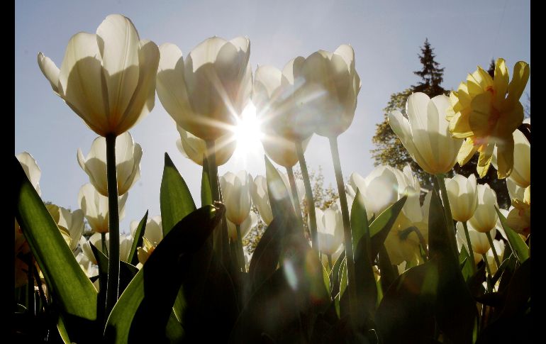 Tulipanes florecen en un jardín de Riga, en Latvia. EFE/T. Kalnins