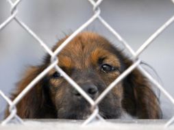 El rumor de la supuesta consulta ha circulado en varios países de Latinoamérica desde hace varios años. EL INFORMADOR / ARCHIVO