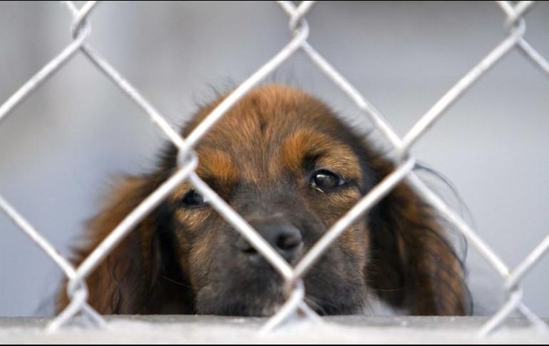 El rumor de la supuesta consulta ha circulado en varios países de Latinoamérica desde hace varios años. EL INFORMADOR / ARCHIVO