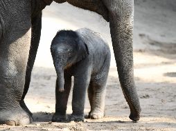 El mundo en imágenes del 7 de mayo de 2018
