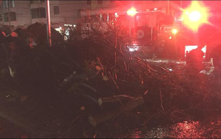 Elementos de Protección Civil Guadalajara atendieron durante la madrugada los reportes de árboles caídos. ESPECIAL / Protección Civil Guadalajara