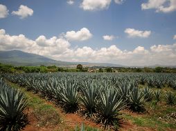 Agricultura por contrato, inventario de las plantas existentes y trazabilidad del agave, son algunas de las propuestas de los productores. EL INFORMADOR/Archivo