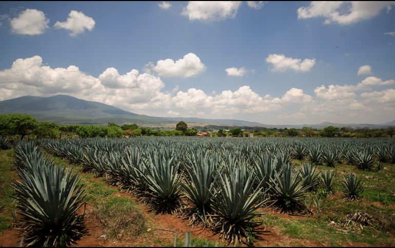 Agricultura por contrato, inventario de las plantas existentes y trazabilidad del agave, son algunas de las propuestas de los productores. EL INFORMADOR/Archivo