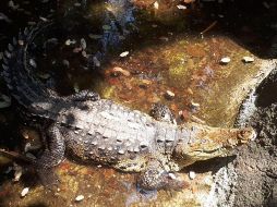 La dependencia detalló que entre los animales se encuentran 49 grandes felinos, hipopótamos y un cocodrilo. TWITTER/ @PROFEPA_Mx