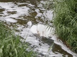 Autoridades municipales llevan a cabo revisiones en las empresas cercanas para detectar irregularidades. EL INFORMADOR