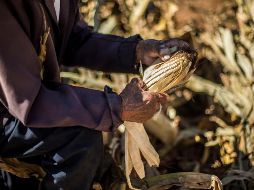 Gruma aportará 872 mil dólares para investigación y comprará las cosechas. EL INFORMADOR/Archivo