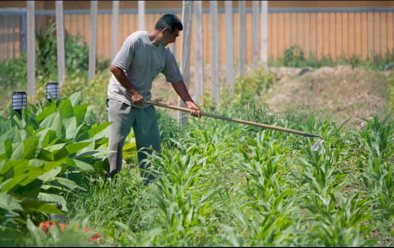 Las principales entidades con población migrante en 2010 fueron Zacatecas, Michoacán, Guanajuato, Nayarit, estados con un Índice Absoluto de Intensidad Migratoria (IAIM) muy alto. EFE/ ARCHIVO