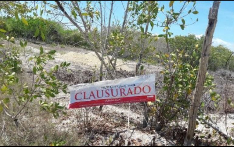 “Departamentos Grip Holbox” habría desmontado una superficie de mil 128 metros cuadrados de vegetación. TWITTER/ @PROFEPA_Mx