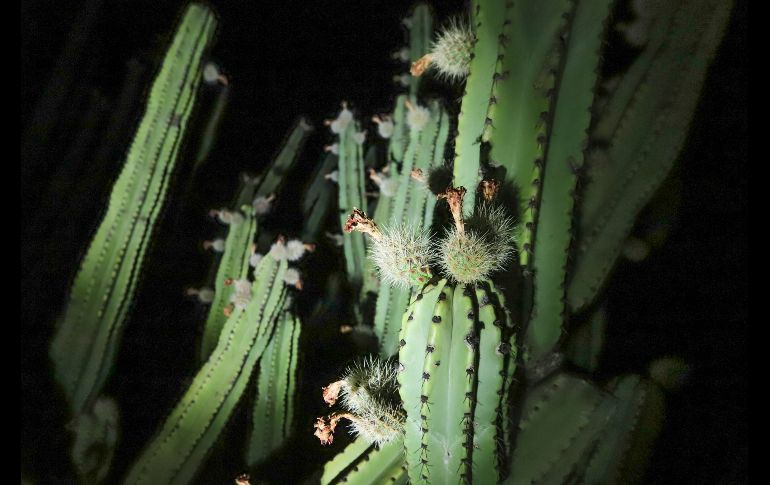 El fruto puede crecer hasta convertirse en una bola cubierta por una espesa capa de filosas espinas. EFE/C. Zepeda