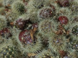 La pitaya, tesoro de los campos de Jalisco