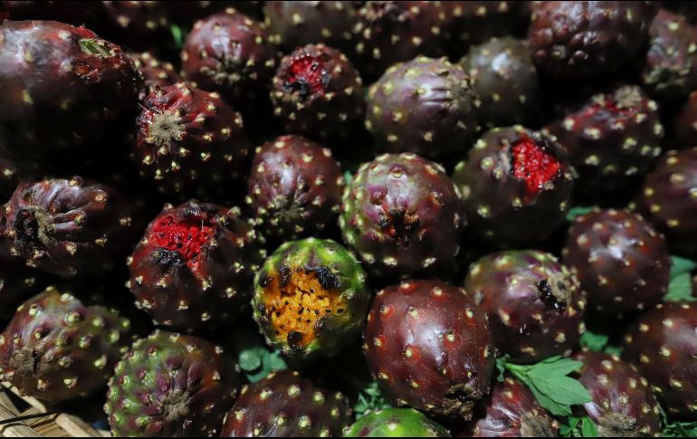 La primavera trae consigo el calor y con él la época de recoger la pitaya en Techaluta. EFE/C. Zepeda
