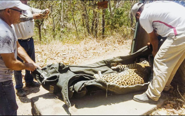 “Pecas” y “Lucky” cambian de hogar por falta de recursos económicos para su manutención. ESPECIAL