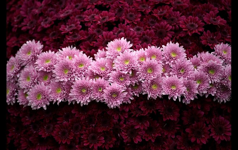 Vista de crisantemos en los preparativos para el  Chelsea Flower Show en Londres. El evento de flores es celebrado durante cinco días por la Royal Horticultural Society. EFE/N. Hall