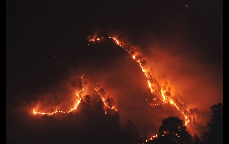 Llamas consumen una selva en Shimla, India. AFP