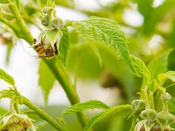 Advierten que los países deben adoptar políticas y sistemas alimentarios más favorables a los polinizadores. EL INFORMADOR/ARCHIVO