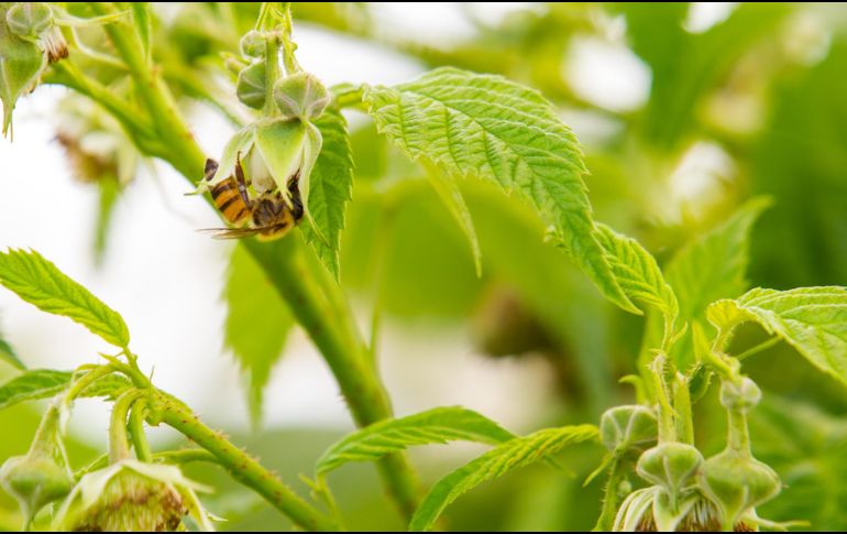 Advierten que los países deben adoptar políticas y sistemas alimentarios más favorables a los polinizadores. EL INFORMADOR/ARCHIVO