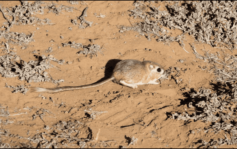 La especie tiene un mechón oscuro en el extremo de la cola y vive en tierras bajas áridas. TWITTER / @CONANP_mx