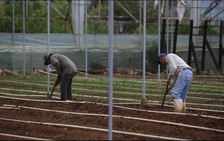 El mundo del trabajo está esencialmente relacionado con el medioambiente. EL INFORMADOR/Archivo
