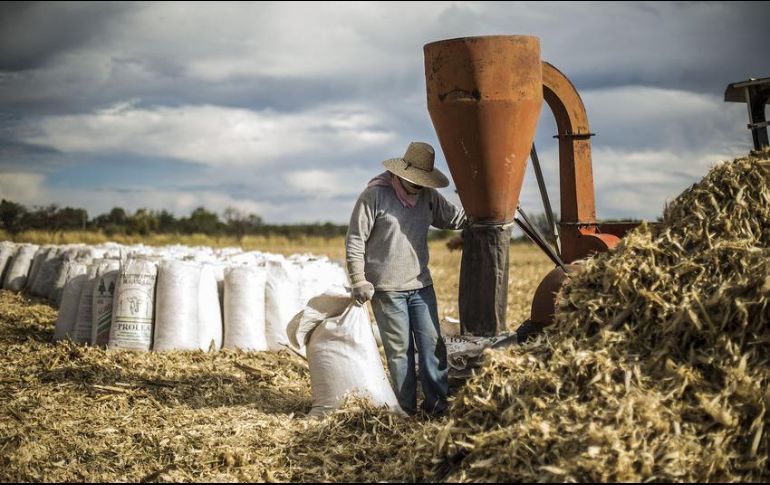 El PIB de las actividades relacionadas con el sector servicios avanzó 1.1%; y el de las agropecuarias e industriales creció 0.9%, de manera individual, frente al trimestre anterior. EL INFORMADOR / ARCHIVO