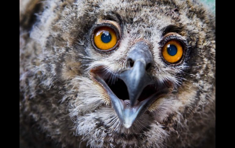Uno de los tres búhos que son medidos y pesados en el zoológico en Arnhem, Holanda. EFE/PIROSCHKA OF THE WOUW