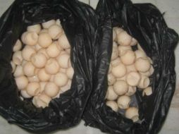  De acuerdo con el Código Penal Federal, cualquier actividad con fines de tráfico, captura, posesión, transporte y acopio de partes y derivados de tortuga marina es penalizado como delito federal. PROFEPA/