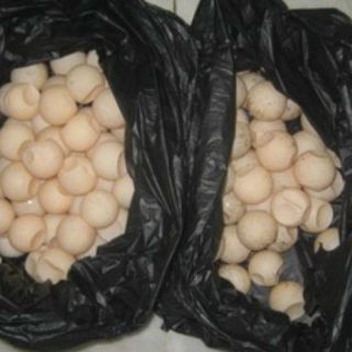 La Profepa realiza peritaje de huevos de tortuga en Colima