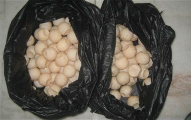  De acuerdo con el Código Penal Federal, cualquier actividad con fines de tráfico, captura, posesión, transporte y acopio de partes y derivados de tortuga marina es penalizado como delito federal. PROFEPA/