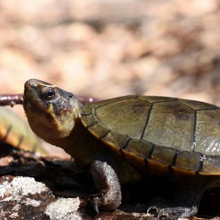 Fotogalería: Descubren especie de tortuga en Jalisco