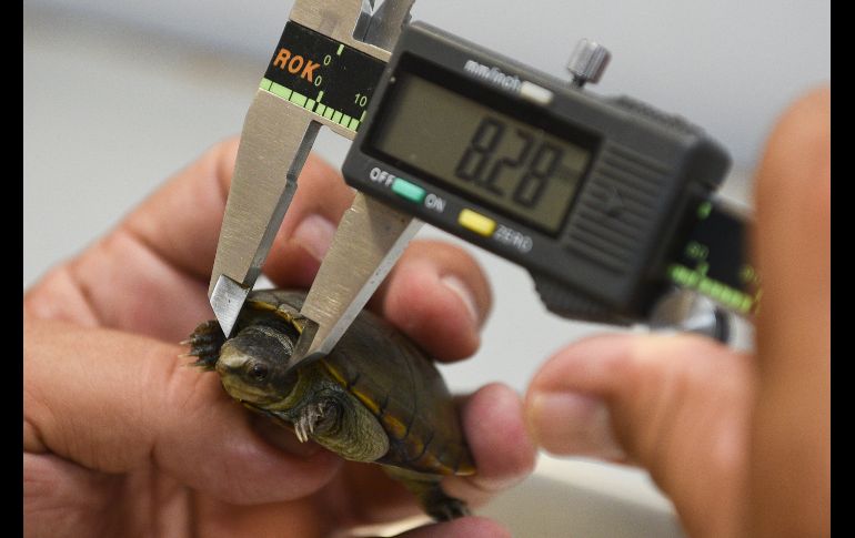 Los ejemplares estudiados no superan los 10 centímetros. Las hembras son de cola corta y machos de cola más larga.