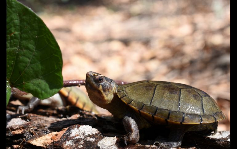 Investigadores y estudiantes de la UdeG, la Universidad Juárez Autónoma de Tabasco, la UNAM, la Universidad de Guanajuato y el Instituto Tecnológico Superior de Zongolica, en Veracruz, descubrieron esta especie de tortuga.