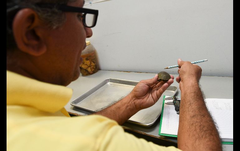 Fue nombrada científicamente como Kinosternon Vogti, en honor del herpetólogo estadounidense Richard Vogt, quien durante más de 40 años ha trabajado con tortugas.