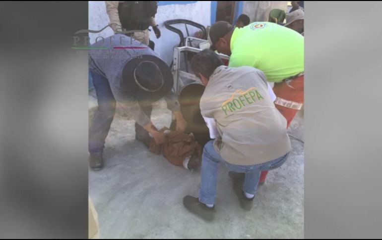 El oso negro es una especie protegida por leyes tanto mexicanas como internacionales. YOUTUBE / PROFEPA MX