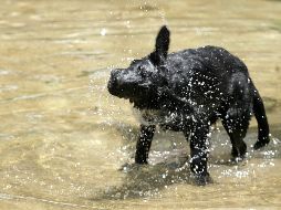El intenso calor afecta también a los animales, por lo que recomiendan estar pendientes ante cualquier señal de alarma. EL INFORMADOR/ARCHIVO
