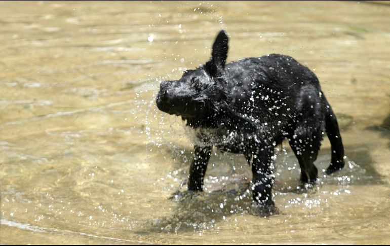 El intenso calor afecta también a los animales, por lo que recomiendan estar pendientes ante cualquier señal de alarma. EL INFORMADOR/ARCHIVO
