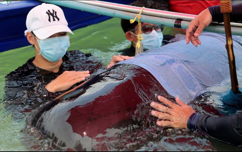 Antes de morir, el ejemplar expulsó por la boca cinco bolsas de plástico entre espasmos. EFE