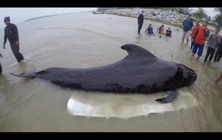 Voluntarios y veterinarios llegaron a ayudar al cetáceo el 28 de mayo. AFP/THAIWHALES