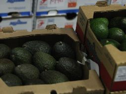 Los aguacates ya se incluyen en la dieta de las familias canadienses. EL INFORMADOR/Archivo