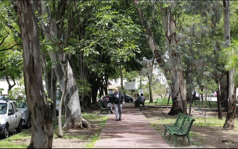 Autoridades informaron que se plantea realizar cada año una actualización del inventario para conocer los cambios del arbolado. EL INFORMADOR/ ARCHIVO