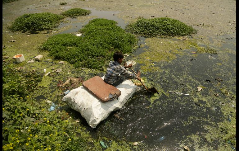 Un joven recoge botellas de plástico y otros materiales reciclables de las aguas contaminadas del lago Babdemb en Srinagar, India. AP/M. Khan