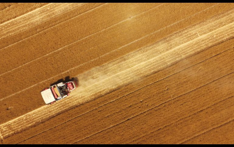 La cosecha de trigo en un campo de Handan, en China. AFP