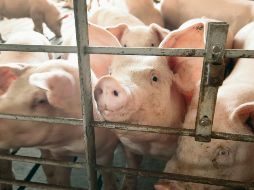 Ganaderos sudamericanos ven un amplio potencial de negocios en el mercado de América del Norte. AFP